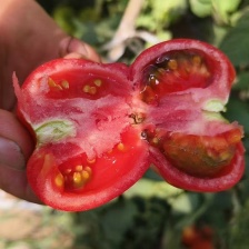 （硬粉<font color=red>西红柿</font>）乐亭硬粉<font color=red>西红柿</font>二穗果无