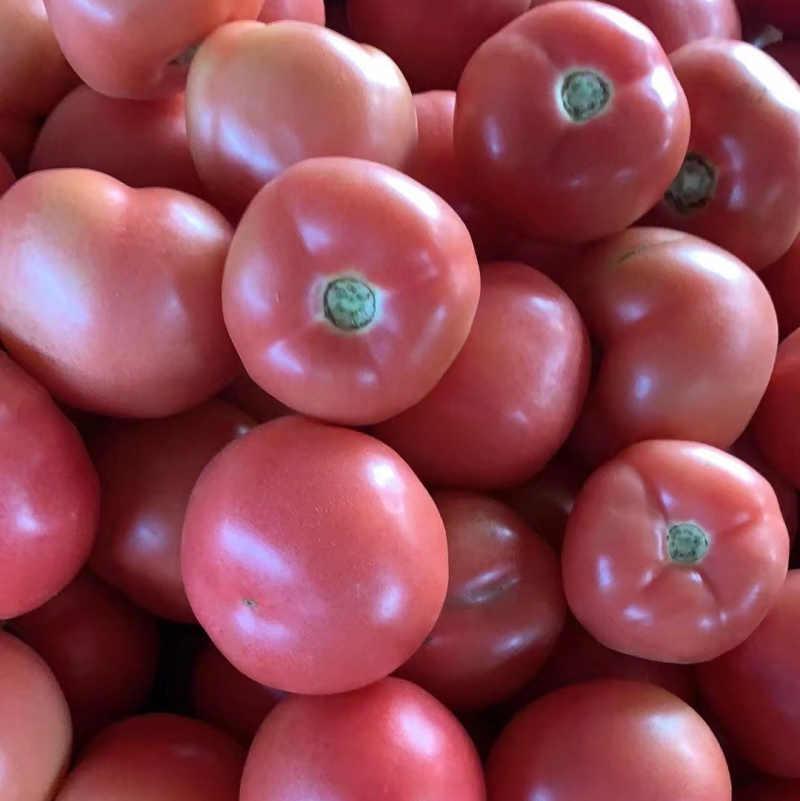 （硬粉西红柿）乐亭硬粉西红柿二穗果无皴无裂不空