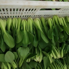 上海青，产地直发全国各地，