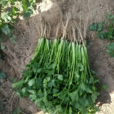 <font color=red>香菜</font> 产地直供，货源充足，价格便宜，