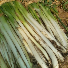 河北长白<font color=red>大葱</font>产地一手货源稳定供应市场