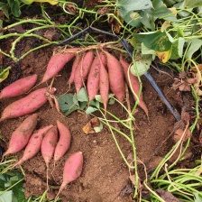 蜜薯次瓜，烟薯25价格便宜，支持各种包装，五斤，十斤，