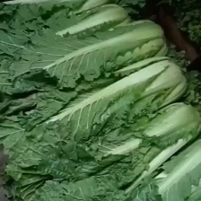 湖北毛白菜，黄心大白菜，产地视频看货，量大从优，
