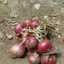 兰州新区洋葱，大量出售，大量接单，4万亩洋葱基地货源