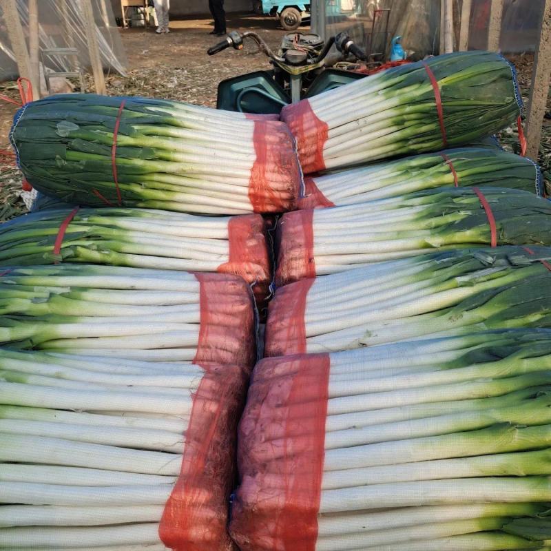 【推荐】河南铁杆<font color=red>大葱</font> 大量上市 一条