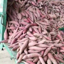 精品西瓜红蜜薯，3两以上，电商市场超市档口大量供应