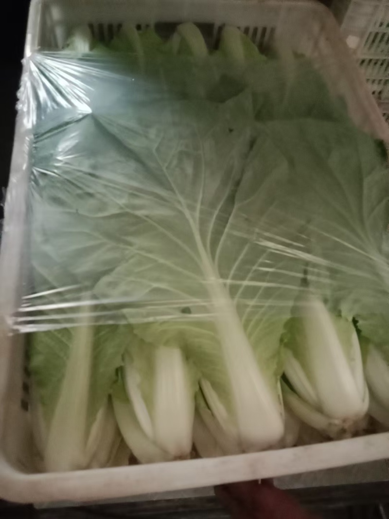 快菜  大颗快菜 半斤左右 可以视频看菜