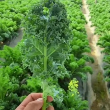 甘蓝产地直销，大量供应，质量很好，合作共赢