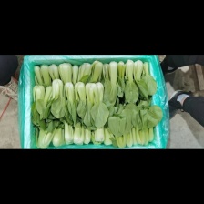 本地苏州青/可做菜心/量大价优/欢迎老板联系