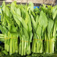 红菜苔 产地看货论价 保质保量，支持发货，24小时在线