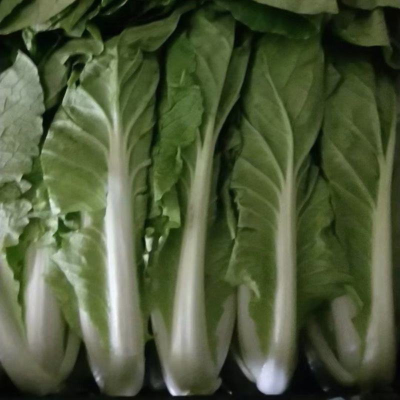 奶白菜，价格不贵，质量有，要的老板联系，电话号码