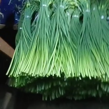 产地批发蒜薹，红帽蒜薹，白帽蒜薹，商超货电商货市场货