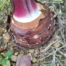 云南毛芋头 黑杆毛芋头 紫杆毛芋头 产地一手货源 量大从