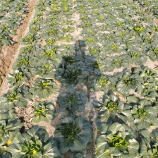 正在热卖*黄心菜，产地矮棵型，专业团队质保量