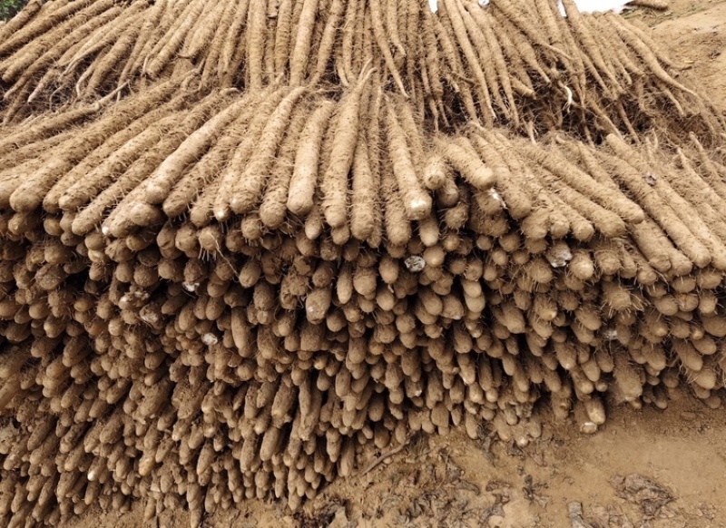 安阳精品双棒<font color=red>山药</font>新货大量上市产地直发