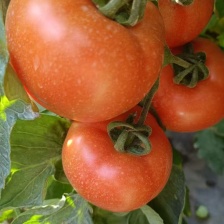 <font color=red>西红柿</font>大量上市