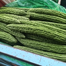 西红柿大量上市