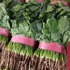 山东德州菠菜 大叶菠菜，产地直供，质优价廉 欢迎咨询