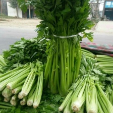 芹菜 滑县芹菜 万亩园区大棚蔬菜种植基地直发 一手货源