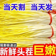 蒜黄基地在金乡城北，质量好。实际价格电话沟通