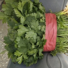 <font color=red>香菜</font> 精品小叶<font color=red>香菜</font> 原产地发货对接各