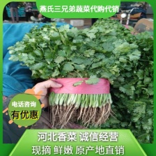 香菜 精品小叶香菜 原产地发货对接各大市场商超