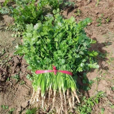 香菜 精品小叶香菜 原产地发货对接各大市场商超
