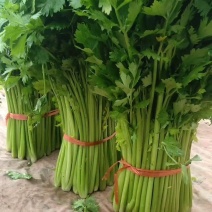 精品暖棚<font color=red>芹菜</font>