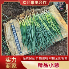 《精选》东北四季小香葱大量上市中保质保量一条龙服务