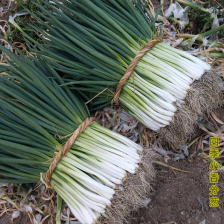 《精选》东北四季小香葱大量上市中保质保量一条龙服务