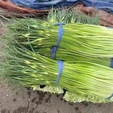 红帽蒜苔 金乡蒜薹 代收代存 常年供应 产地直发 大量现货