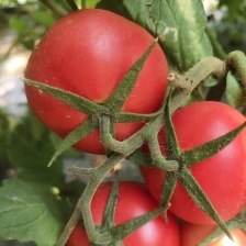 山东大红<font color=red>西红柿</font>产地，大棚<font color=red>西红柿</font>，全国