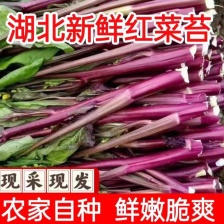 狮山油菜苔 有机种植 对接全国 品质保证 欢迎咨询