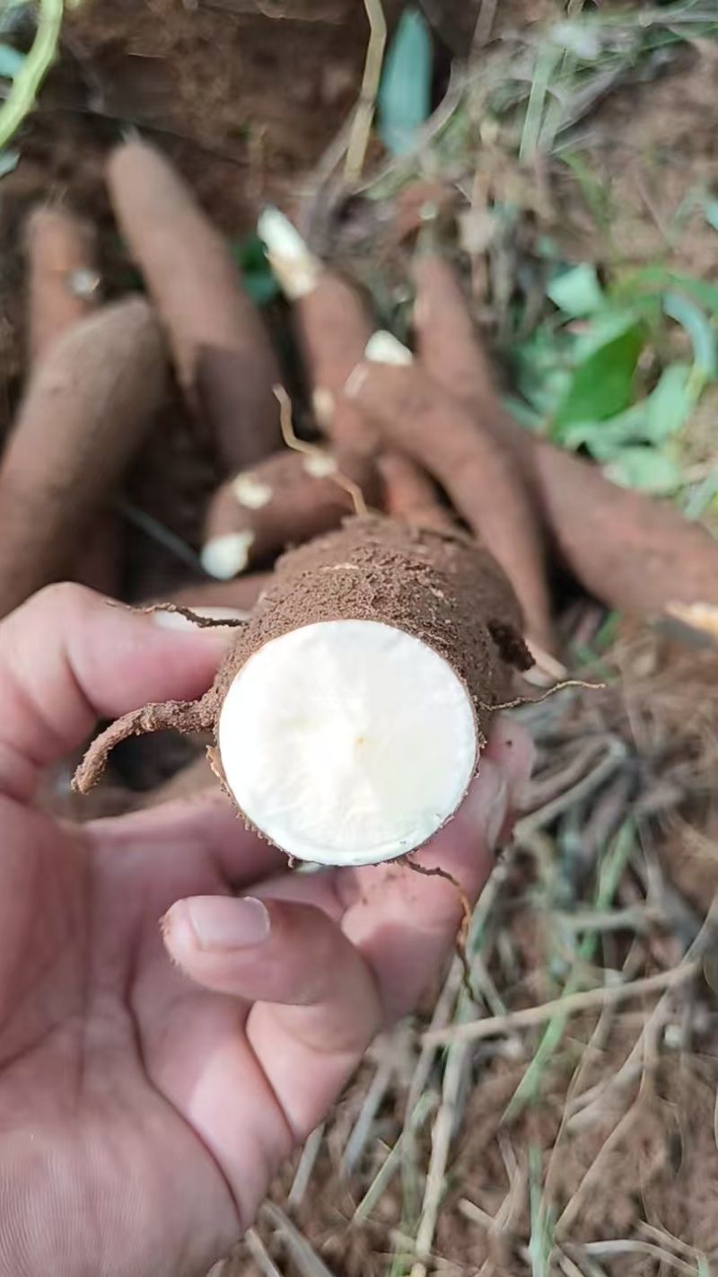 黄心木薯华南9号大量供应，一手货源，量大从优