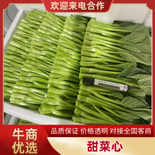 昆明菜心，基地直发