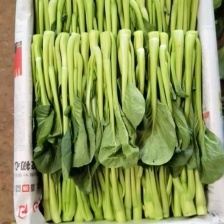 精品甜菜苔 大量上市 品质保证量大从优 一手货源欢迎联联