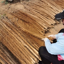 铁棍山药 临漳县 基地直供 电商 超市 市场 铁杆怀山药