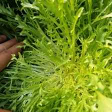 苦菊 30cm以上质量好量大