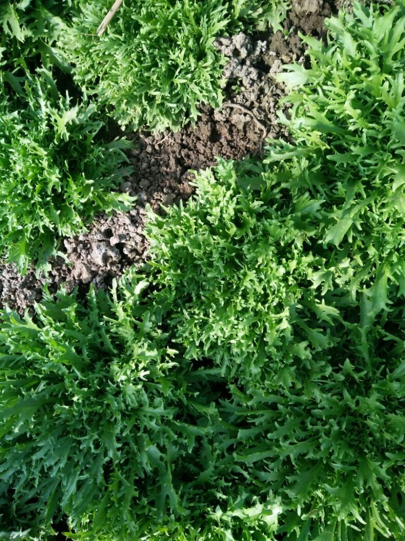 苦菊 30cm以上质量好量大