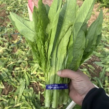 【实力供货】精品油麦菜 河北油麦菜 提供运输一条龙服务