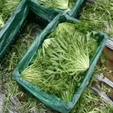 【辽宁苦菊】精品苦菊 产地直发 常年供应 品质保证