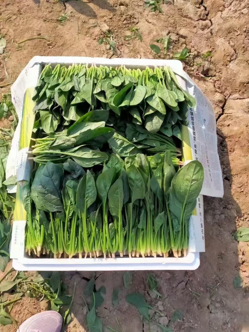 内蒙小叶菠菜/大小叶各种规格都有，产地大量上货