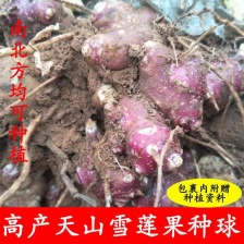 雪莲果电商一件代发 24小时揽收发货 日出10000+