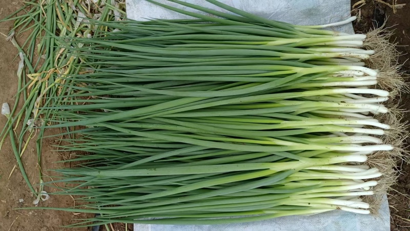 《畅销》东北四季小香葱大量上市中品质优良价格合理基地直发