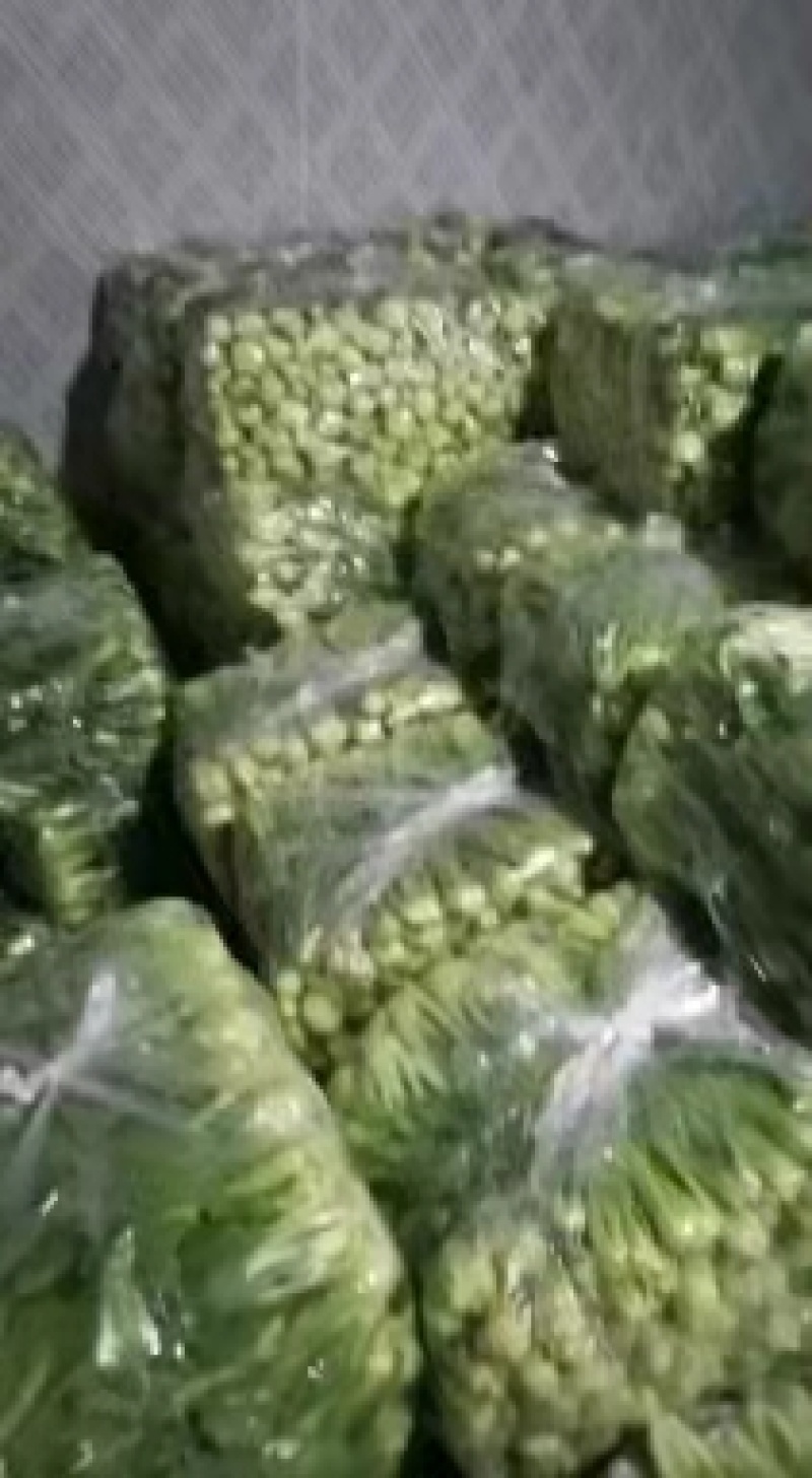 精品油菜上海青一手货源视频看货品质保证以质论价