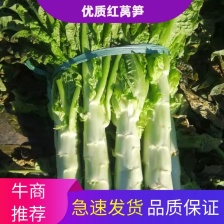 【牛商推荐 】优质青皮莴笋欢迎随时打电话了解行情