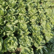 【奶白菜】曹县一条龙发往全国 货源稳定 质优价廉 有需致电