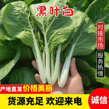 【奶白菜】曹县一条龙发往全国 货源稳定 质优价廉 有需致电