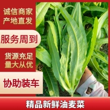 通州油麦菜全国代办产地直发量大从优欢迎来电承接电商餐饮