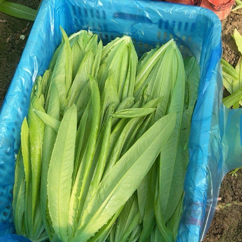 通州油麦菜全国代办产地直发量大从优欢迎来电承接电商餐饮